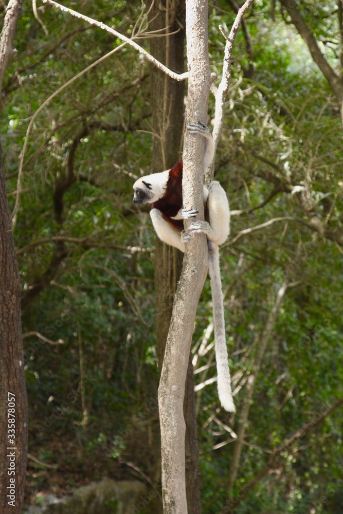 Obraz premium Madagascar