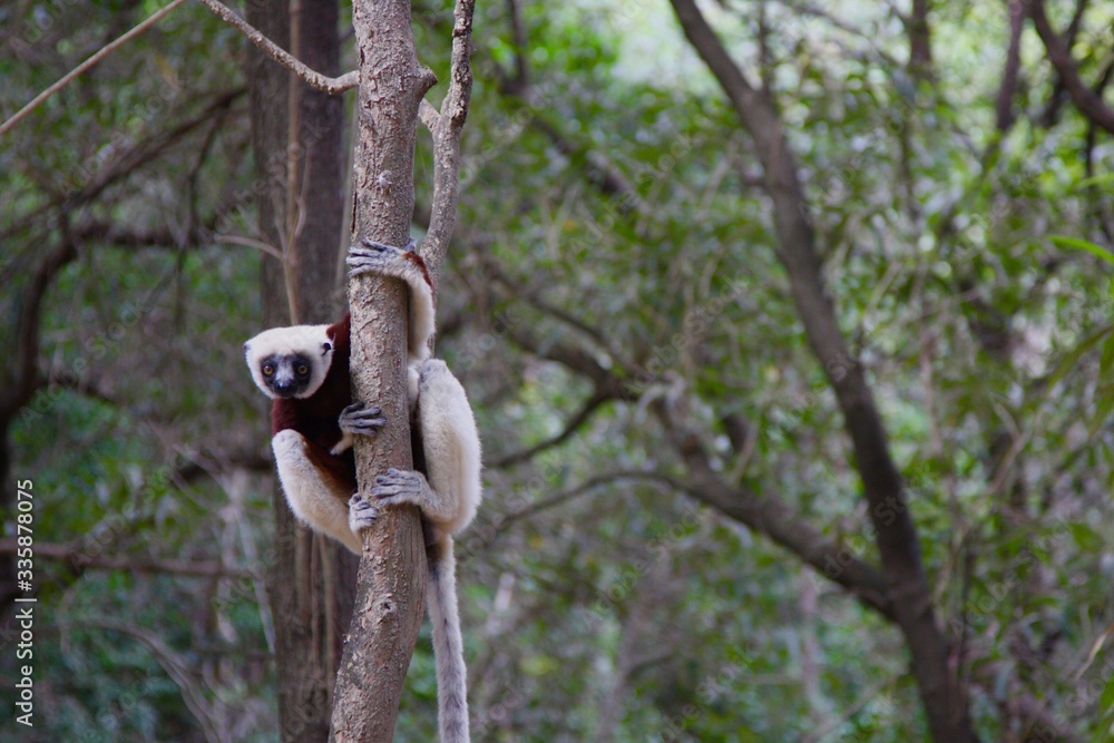 Obraz premium Madagascar