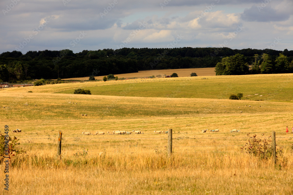 Stonehenge (England), UK - August 06, 2015: Field's view near Stonehenge megalithic site, Amesbury, Wiltshire , England, United Kingdom.