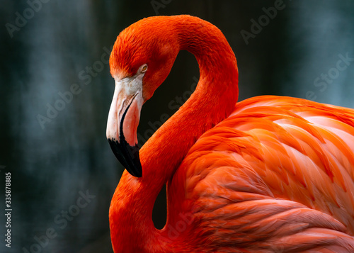 Obraz na płótnie flamingo zwierzę ptak woda oko