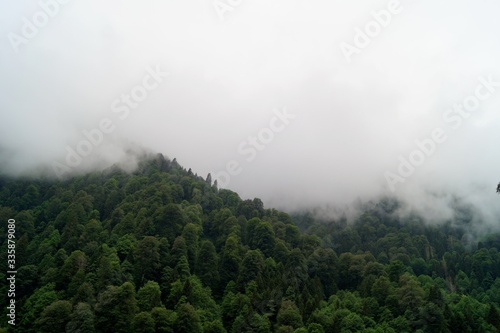 Foggy Kackar Mountains and trees shrouded in mist. Rize Turkey