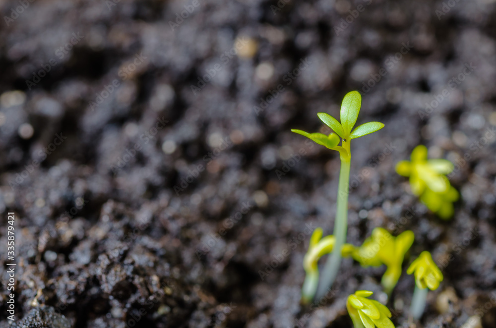 young lettuce sprouts sprouted from that ground in the spring, turned green and beautiful, healthy food for health young lettuce sprouts sprouted from that ground in the spring, turned green and beautiful, healthy food for health