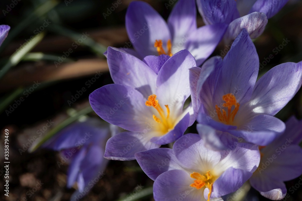Flower of a Tuscan crocus, Crocus etruscus Flower of a Tuscan crocus, Crocus etruscus