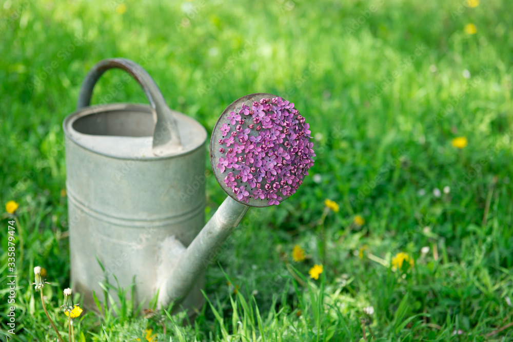 Lilac flowers in a watering can on green grass Lilac flowers in a watering can on green grass