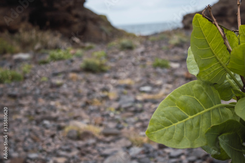 plant on the rocks, in the canary islands