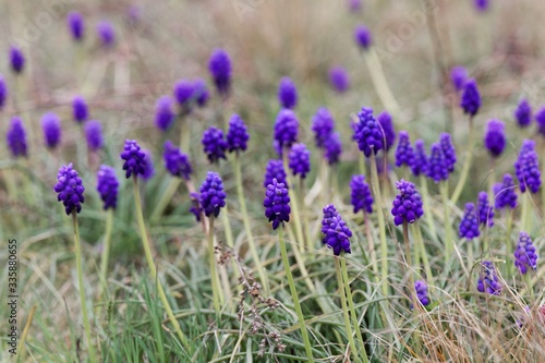 Fototapeta Naklejka Na Ścianę i Meble -  Flowers of grape hyacinths, Muscari neglectum, in a meadow