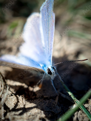 Male western tailed-blue butterfly resting on the ground with blurred background. photo