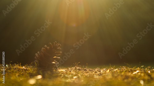 Golden Light on a Pine Cone