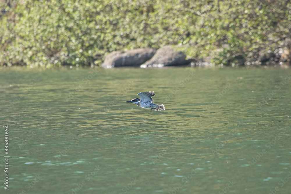 Fototapeta premium ヤマセミ