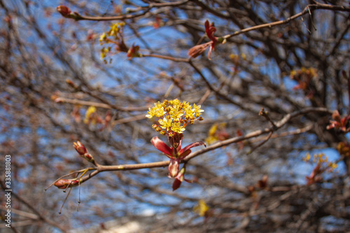 Beautiful flowers in early spring