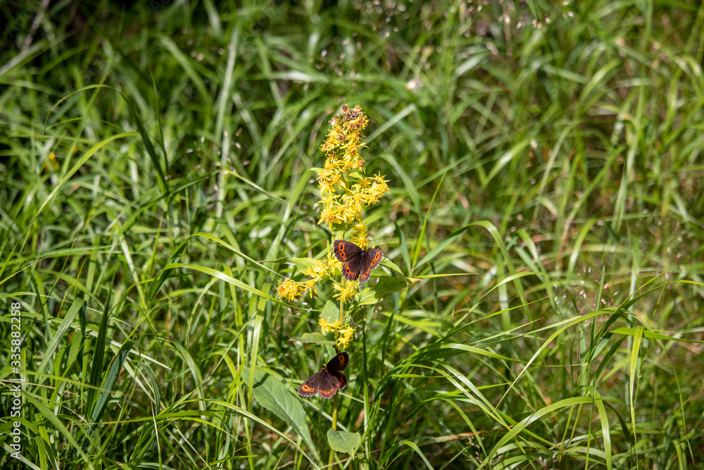 Image of a butterfly Erebia, Nymphalidae, on yellow flowers Senecio ovatus. The focus is on the flowers and butterfly. The background is out of focus Image of a butterfly Erebia, Nymphalidae, on yellow flowers Senecio ovatus. The focus is on the flowers and butterfly. The background is out of focus