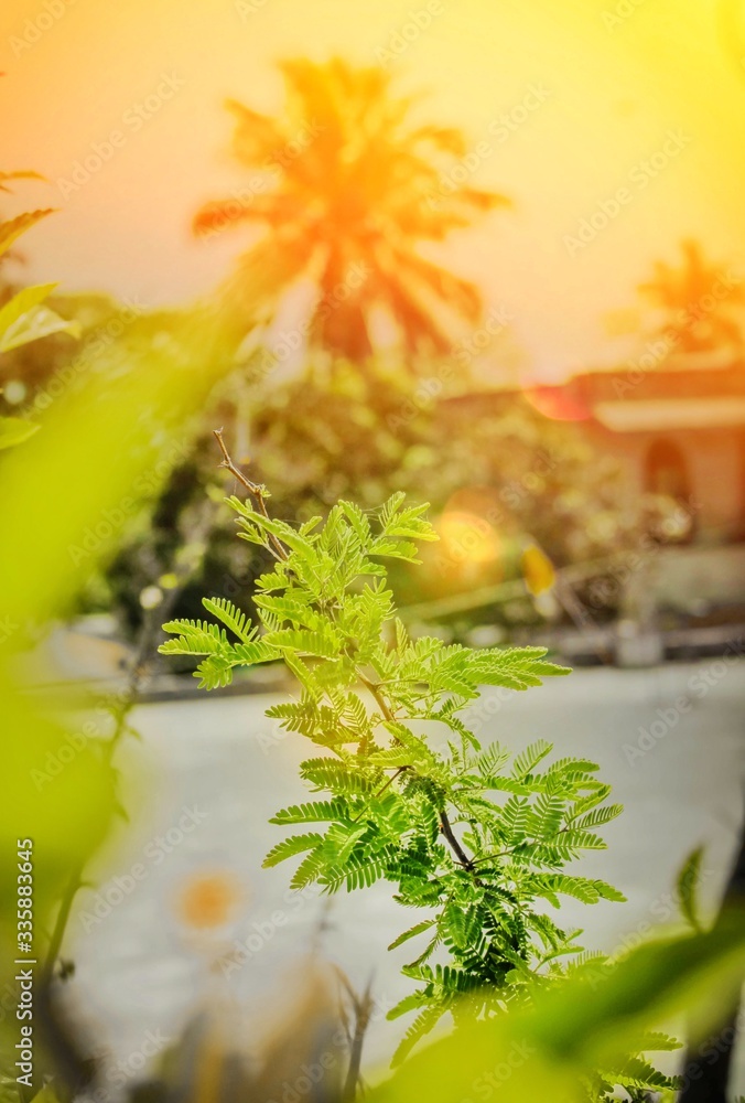 Fototapeta premium green grass and flowers