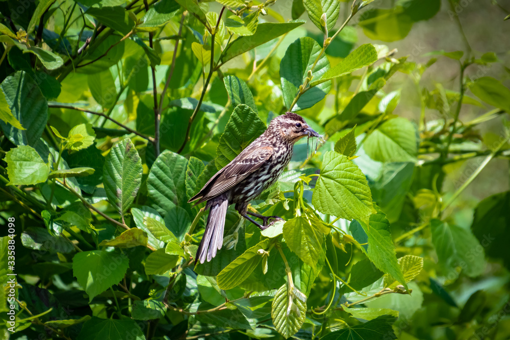 House Sparrow sitting among leaves at Lake Acworth in Georgia. House Sparrow sitting among leaves at Lake Acworth in Georgia.