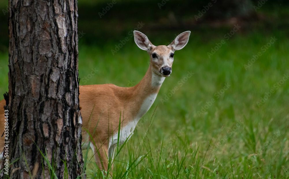 White Tailed Deer in wildlife park in Rome Georgia. White Tailed Deer in wildlife park in Rome Georgia.