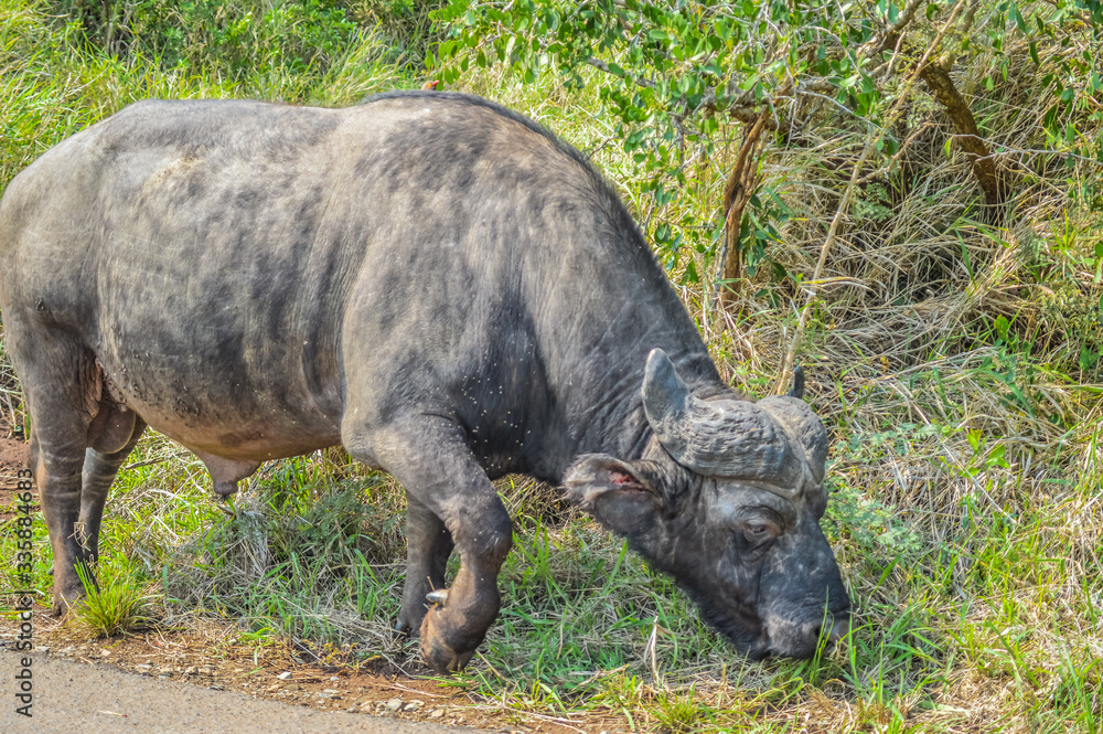 Large African cape buffalo or Syncerus caffer caffer in a game reserve in South Africa