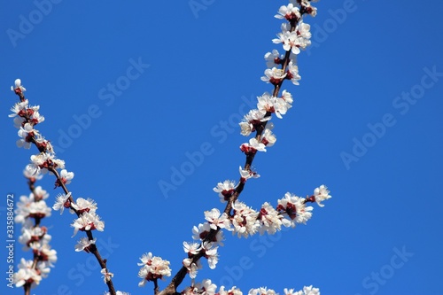 Cherry And Apricot Trees In Bloom