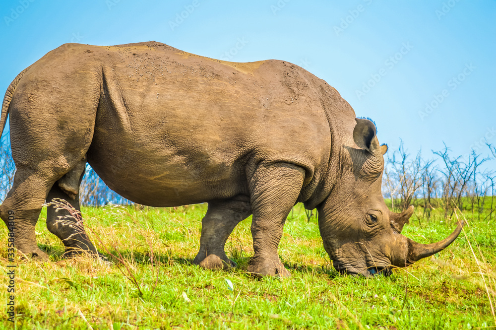 Obraz premium Portrait of an African white Rhinoceros or Rhino or Ceratotherium simum also know as Square lipped Rhinoceros in a South African game reserve