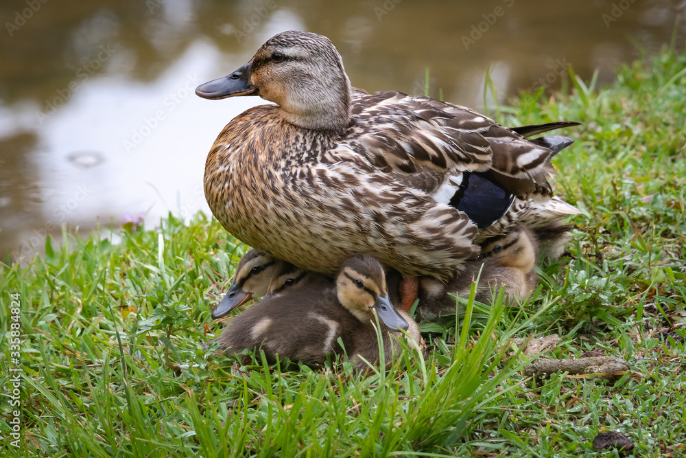 Female Mallard Duck and Baby Brood under her at Garden Lake in Rome Georgia. Female Mallard Duck and Baby Brood under her at Garden Lake in Rome Georgia.