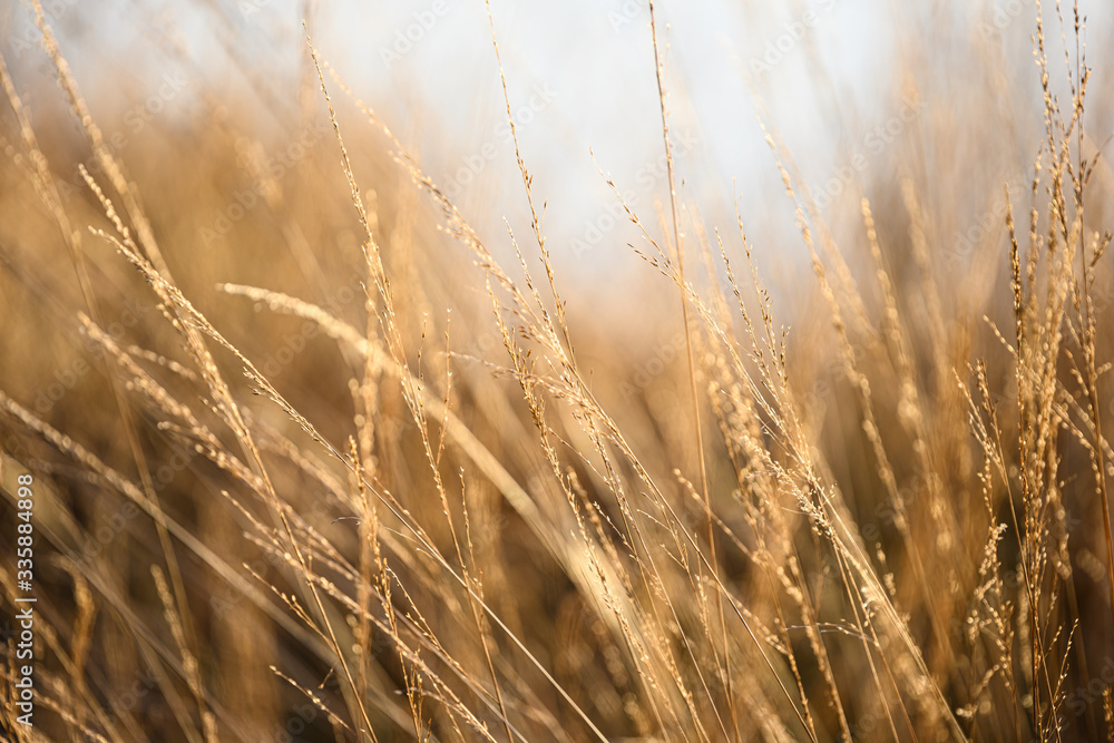 Fototapeta premium Gras