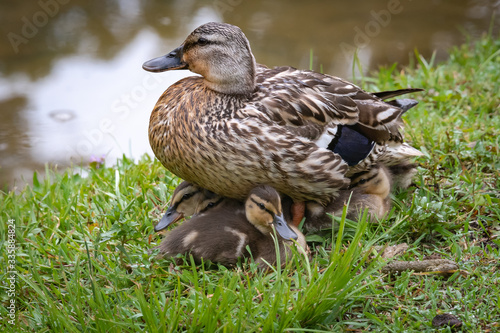 Female Mallard Duck and Baby Brood under her at Garden Lake in Rome Georgia.