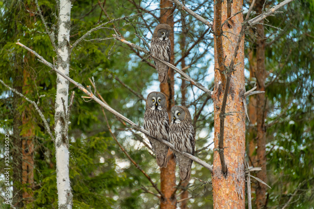 Great Gray Owl