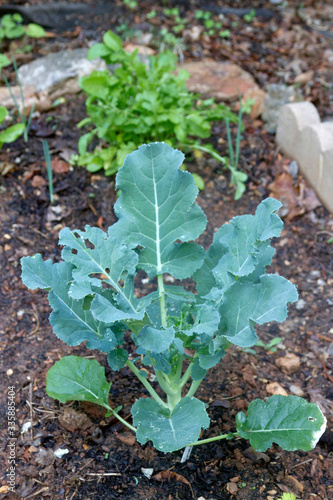 Broccoli Plant Thriving In a Garden