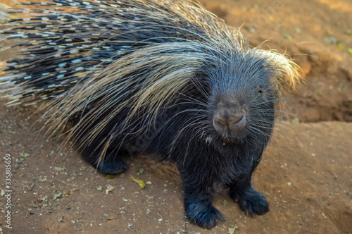 Cuadro en lienzo Cape porcupine or South African porcupine ( Hystrix africaeaustralis ) in a zoo