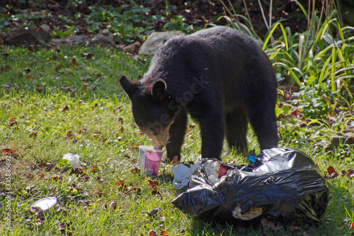 Obraz na płótnie Black Bear, Neighborhood Garbage Thief