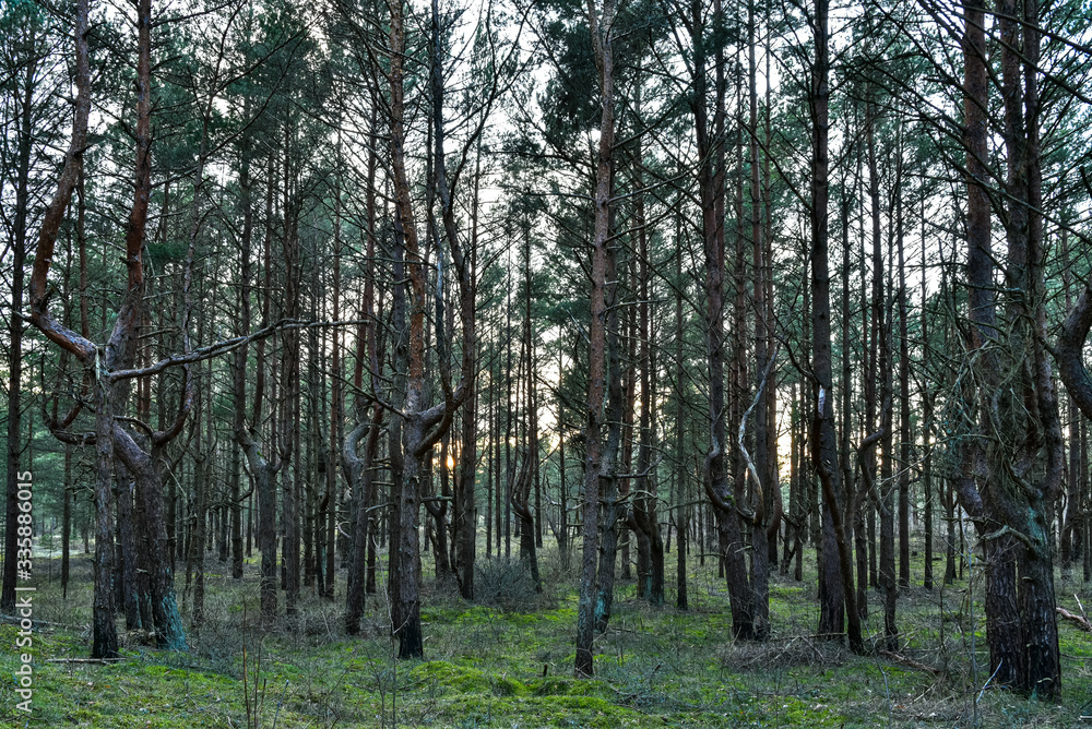 Obraz premium the ghostly pine forest shines with sunset sunlight