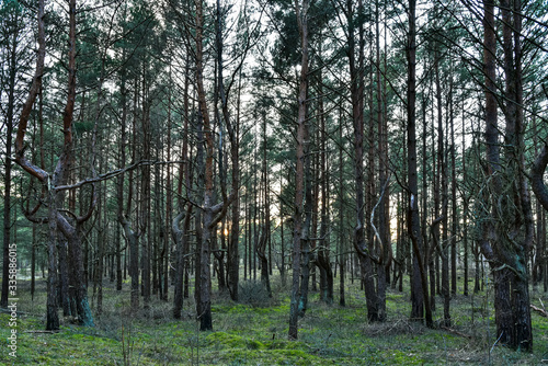Fototapeta Naklejka Na Ścianę i Meble -  the ghostly pine forest shines with sunset sunlight