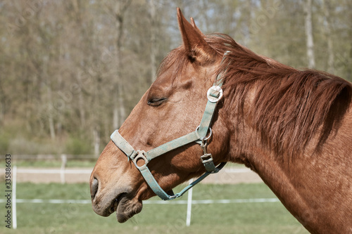 Close-up of a chestnut horse head with bridle on a paddock
