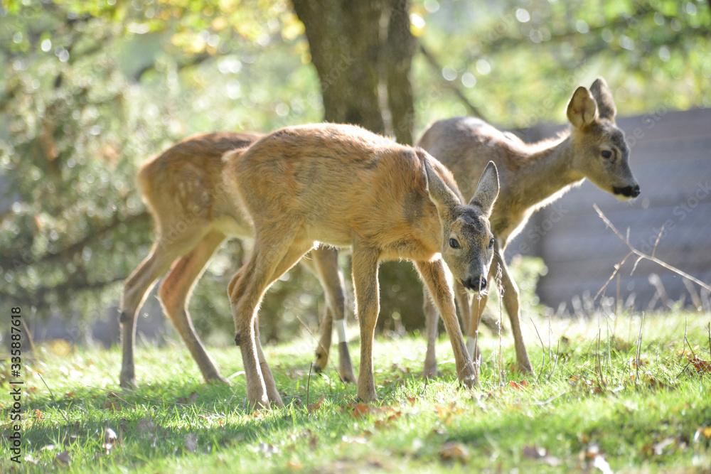 Jeune chevreuil dans un bois coloré au rayon d'été, faune sauvage d'Europe Jeune chevreuil dans un bois coloré au rayon d'été, faune sauvage d'Europe