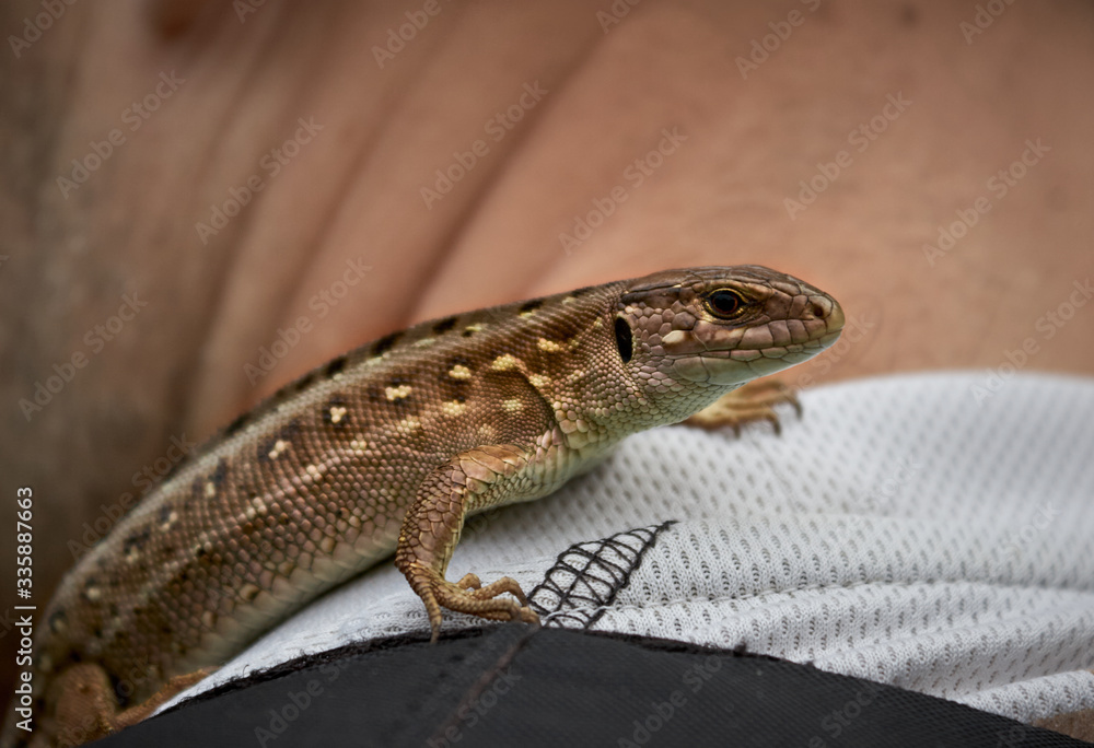 Reptile in the wild with a human. Reptile in the wild with a human.