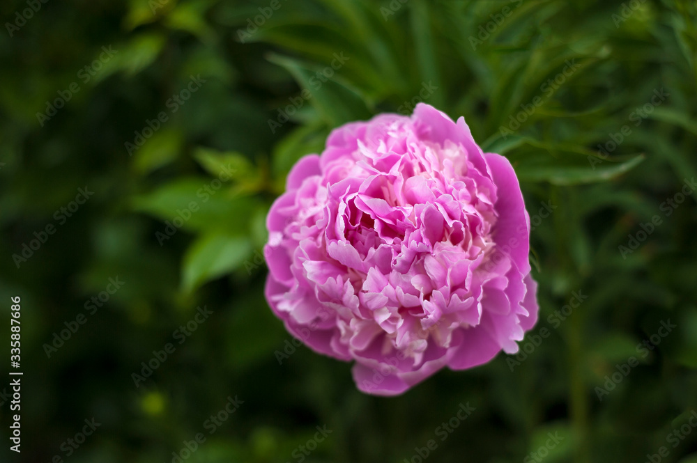 Pink peonies in the garden. Blooming pink peony. Closeup of beautiful pink Peonie flower. Pink peonies in the garden. Blooming pink peony. Closeup of beautiful pink Peonie flower.