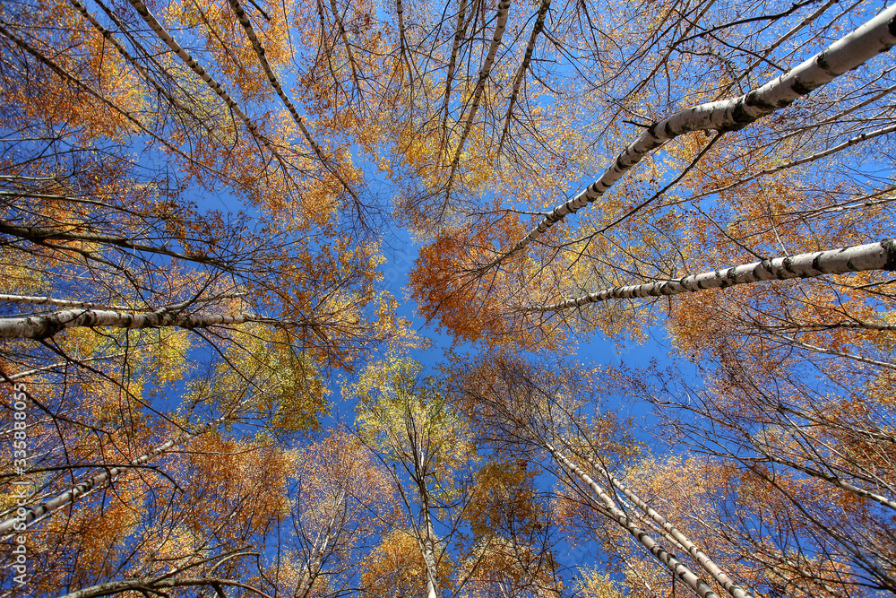 Obraz premium Autumn. The beauty of nature. Landscape 