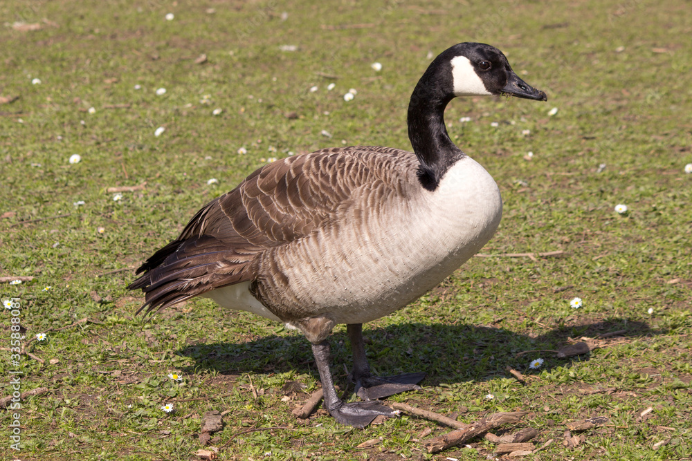 Canada Goose (in german Kanadagans, Branta canadensis)