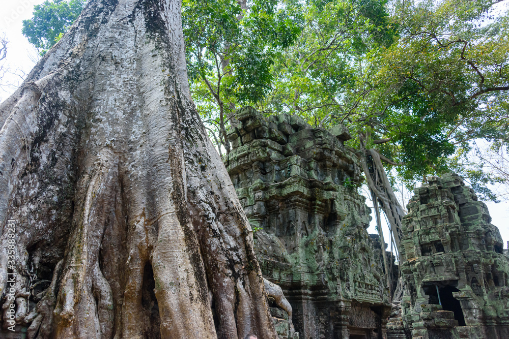 Roots of a giant tree threaten to ruin and take over the Unesco World Heritage site of Ankor Thom, Siem Reap, Cambodia