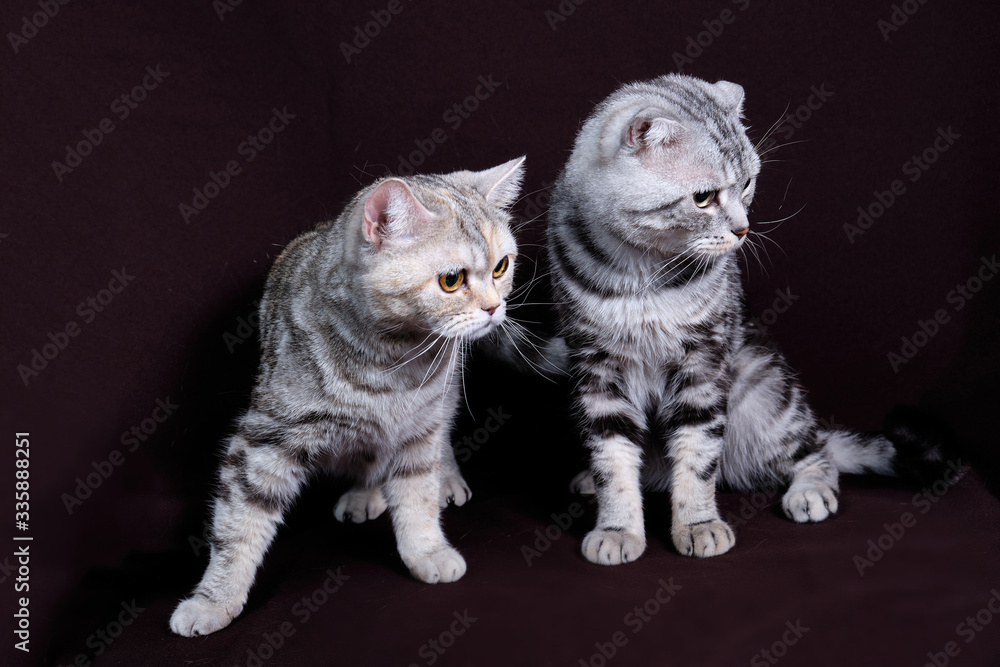 Two cats, Scottish fold marble on silver, Scottish straight, portrait on a dark background.