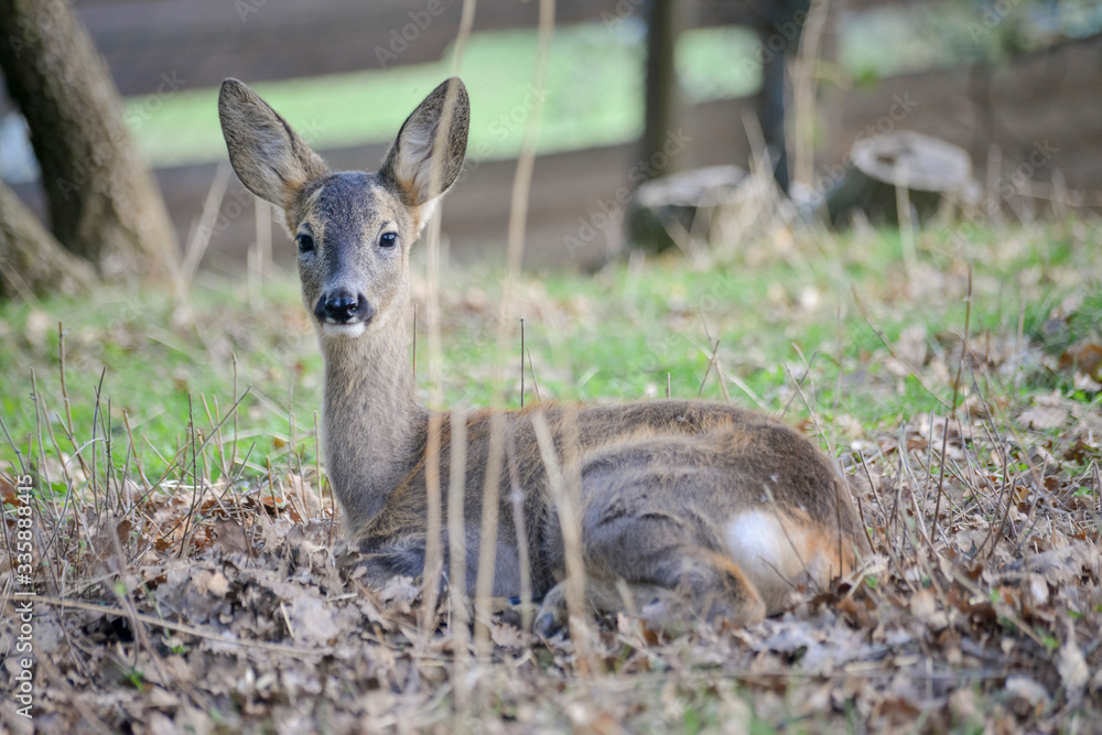 Jeune chevreuil dans un bois coloré au rayon d'été, faune sauvage d'Europe Jeune chevreuil dans un bois coloré au rayon d'été, faune sauvage d'Europe