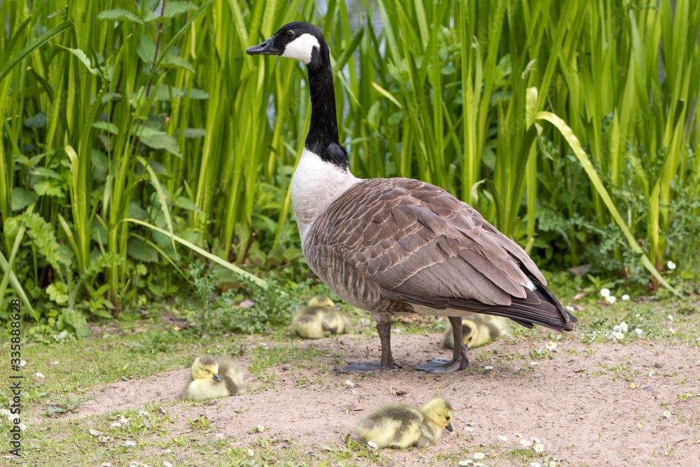 Canada Goose (in german Kanadagans, Branta canadensis) Canada Goose (in german Kanadagans, Branta canadensis)