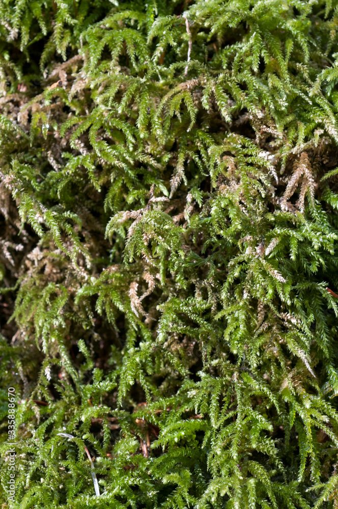 Obraz premium Close-up of Cyan lichen and other lichens and moss.