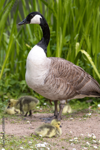 Canada Goose (in german Kanadagans, Branta canadensis)