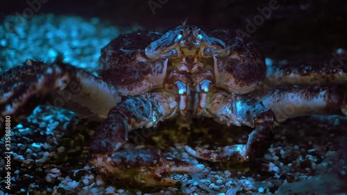Kamchatka crab sits on the bottom of the sea or aquarium and moves its pincers, close-up, underwater shooting