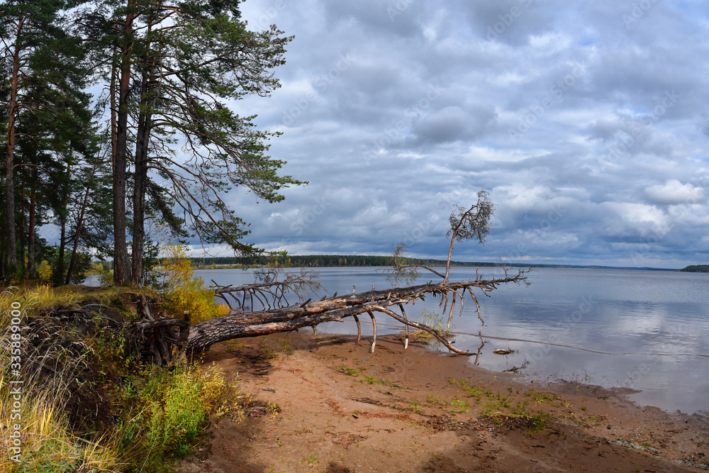 Pine forests on the shore of a taiga lake. Early autumn, the sun and ringing silence. Pine forests on the shore of a taiga lake. Early autumn, the sun and ringing silence.