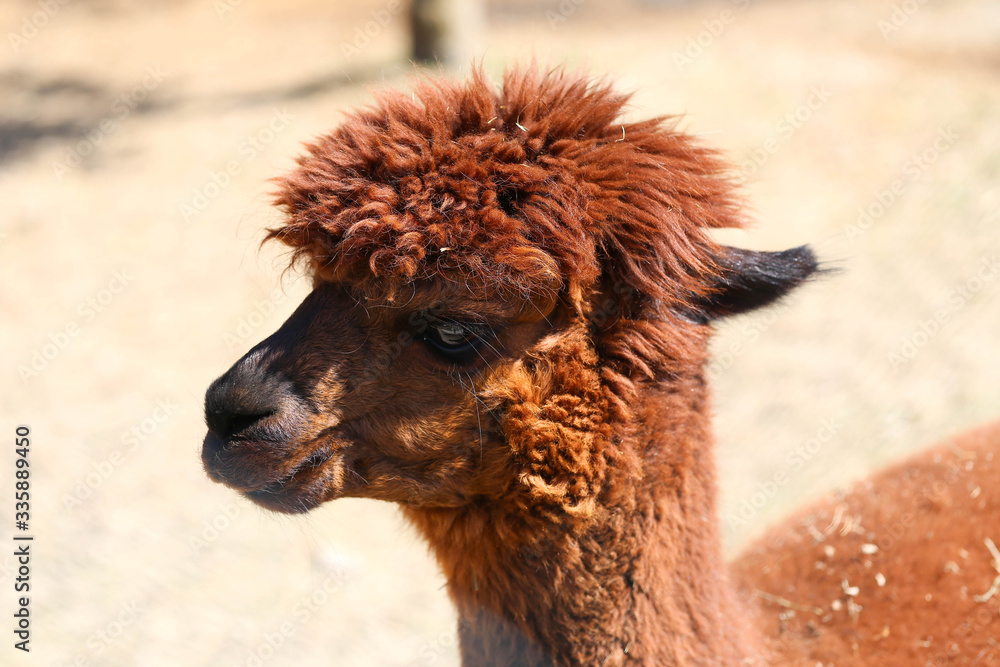 Obraz premium Alpaka
