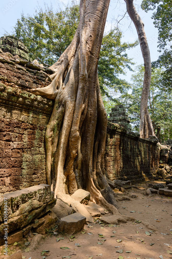 Roots of a giant tree threaten to ruin and take over the Unesco World Heritage site of Ankor Thom, Siem Reap, Cambodia Roots of a giant tree threaten to ruin and take over the Unesco World Heritage site of Ankor Thom, Siem Reap, Cambodia