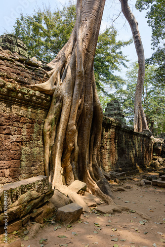 Roots of a giant tree threaten to ruin and take over the Unesco World Heritage site of Ankor Thom  Siem Reap  Cambodia