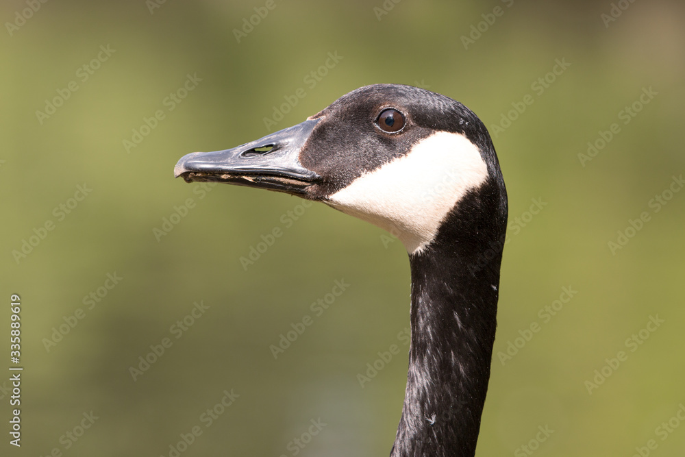 Canada Goose (in german Kanadagans, Branta canadensis) Canada Goose (in german Kanadagans, Branta canadensis)