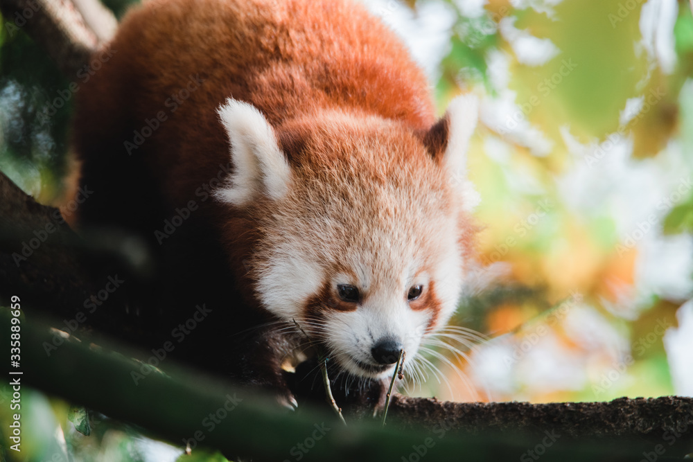 Fototapeta premium Wildlife photography