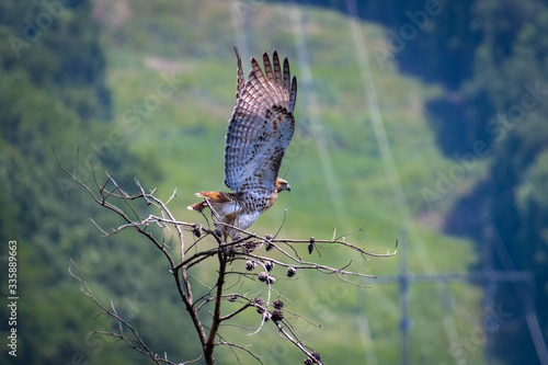Slika na platnu Red Tailed Hawk lifting off branch across gorge at Carters Lake in Georgia
